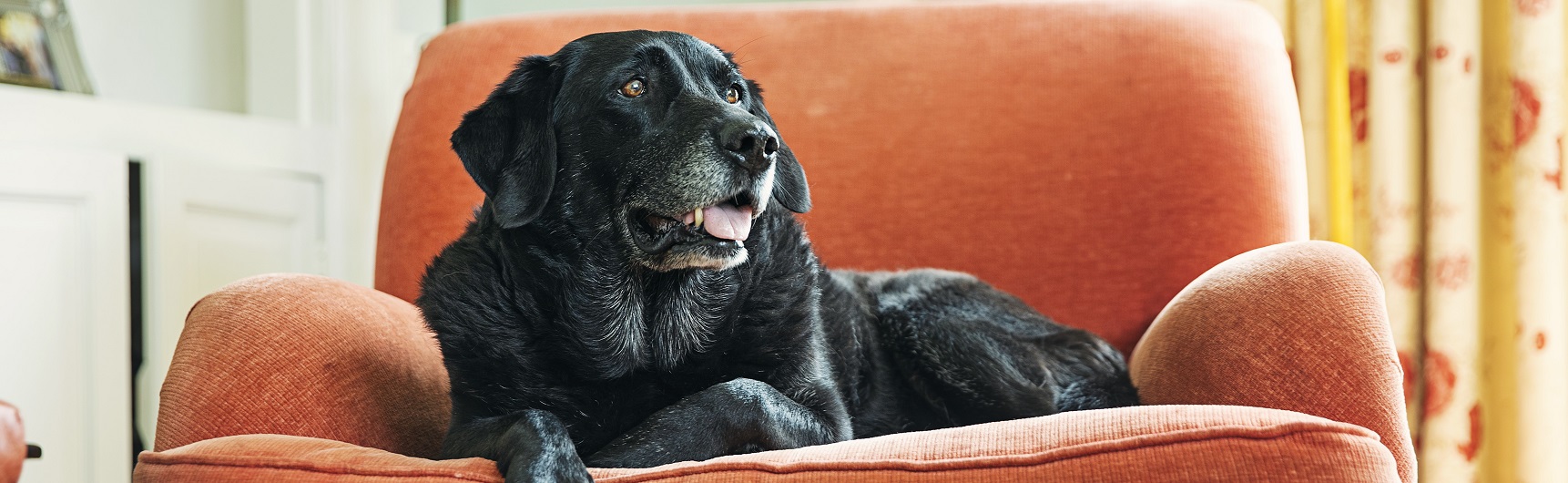 old dog-hero old dog-hero